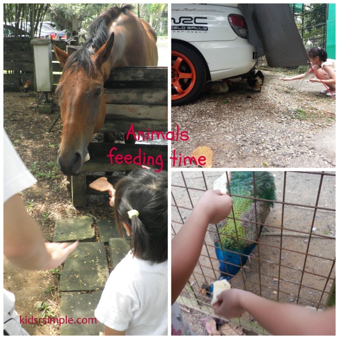 Animals feeding time