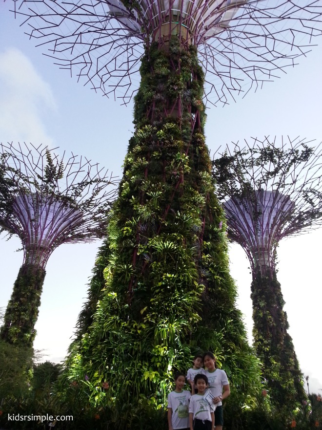 The Supertrees at Gardens by the Bay