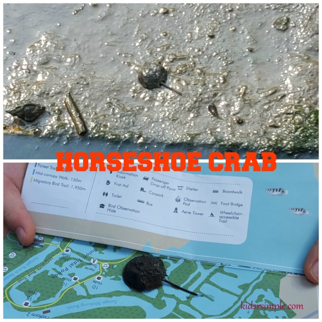 Horseshoe Crab