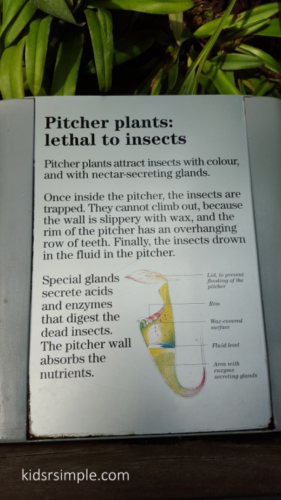 Pitcher Plants info