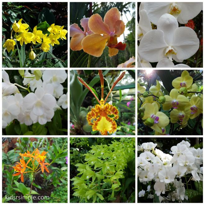 Here are the white and yellow orchids